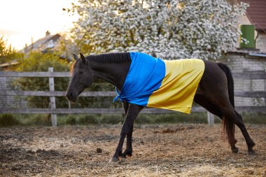 Ukrayna bayraklı güzel siyah at