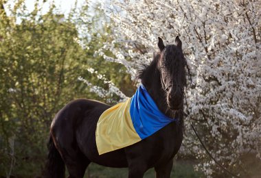 Ukrayna bayrağıyla çiçek açan bir bahçede yelesi olan Frizya aygırı.