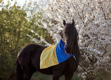 Ukrayna bayrağıyla çiçek açan bir bahçede yelesi olan Frizya aygırı.