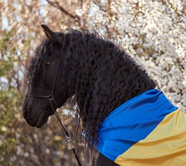 Ukrayna bayrağıyla çiçek açan bir bahçede yelesi olan Frizya aygırı.