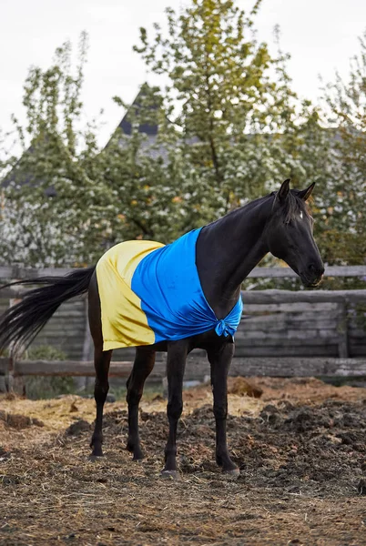 Ukrayna bayraklı güzel siyah at