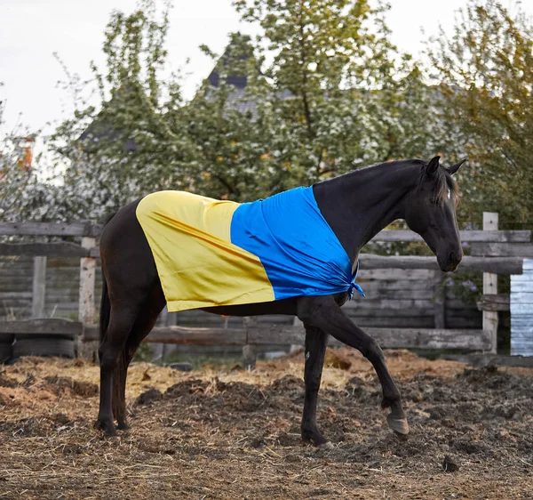 Ukrayna bayraklı güzel siyah at