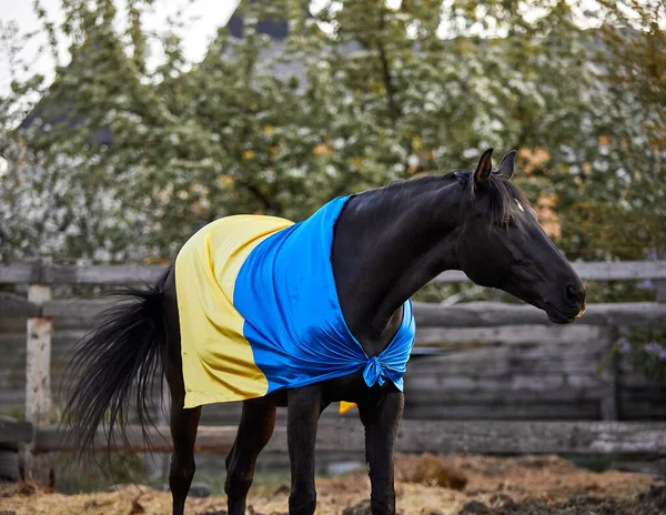 Ukrayna bayraklı güzel siyah at