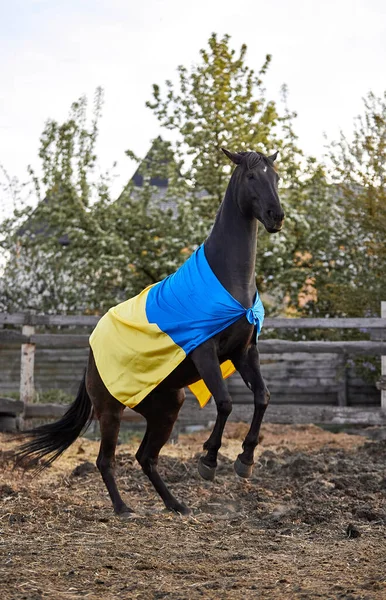 Ukrayna bayraklı güzel siyah at