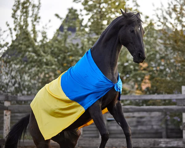 Ukrayna bayraklı güzel siyah at