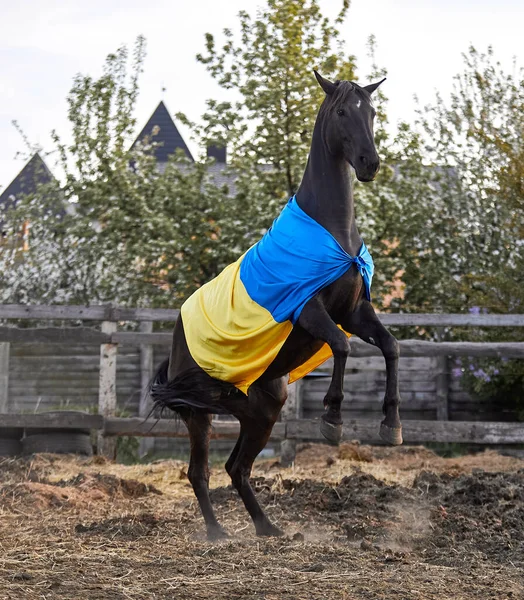 Ukrayna bayraklı güzel siyah at