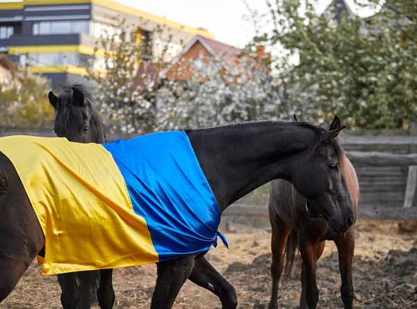 Ukrayna bayraklı güzel siyah at