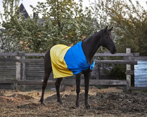 Ukrayna bayraklı güzel siyah at