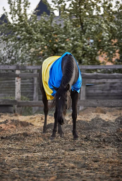 Hermoso Caballo Negro Con Bandera Ucraniana —  Fotos de Stock