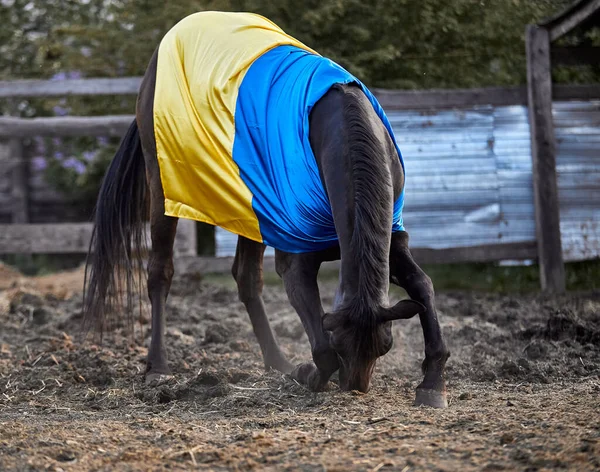 Ukrayna bayraklı güzel siyah at