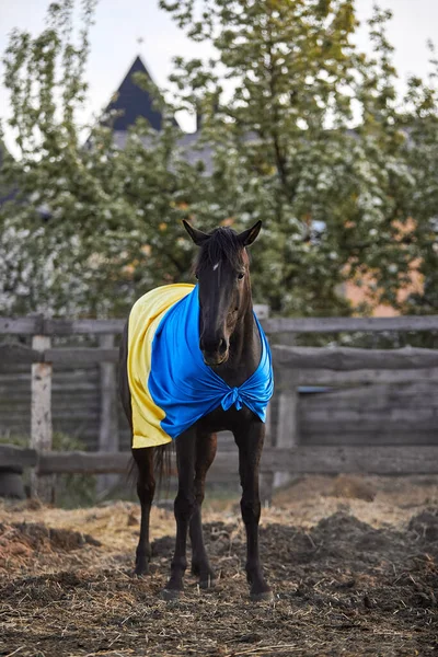 Ukrayna bayraklı güzel siyah at