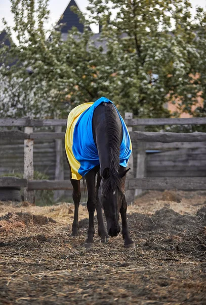 Ukrayna bayraklı güzel siyah at