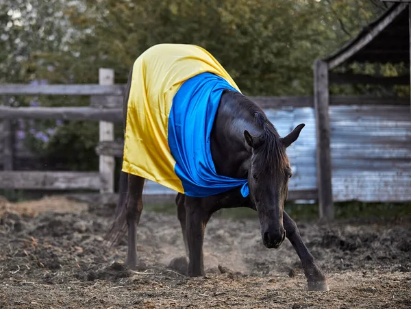 Ukrayna bayraklı güzel siyah at
