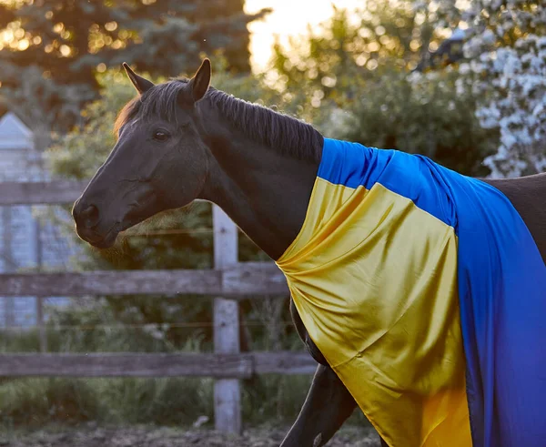 Ukrayna bayraklı güzel siyah at