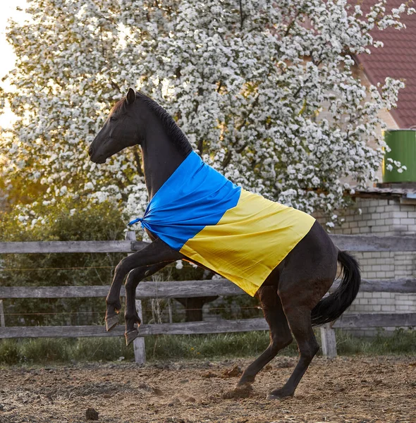 Ukrayna bayraklı güzel siyah at