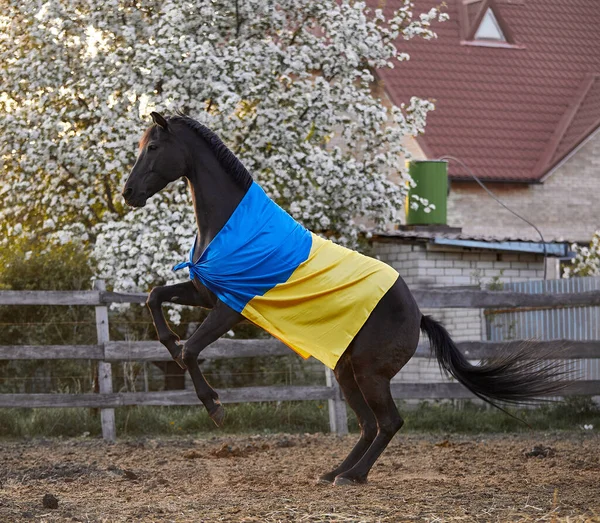 Ukrayna bayraklı güzel siyah at