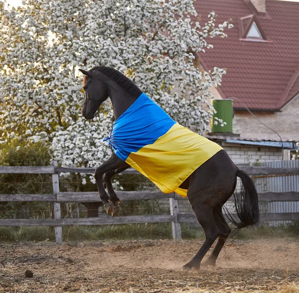 Ukrayna bayraklı güzel siyah at