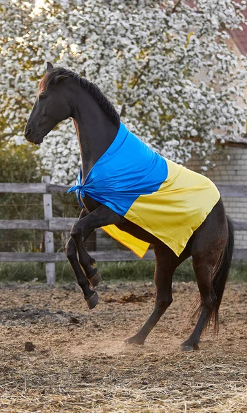 Schönes Schwarzes Pferd Mit Ukrainischer Flagge — Stockfoto