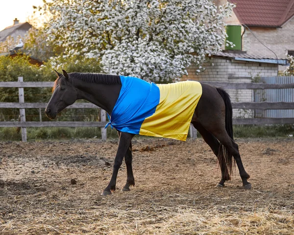 Ukrayna bayraklı güzel siyah at