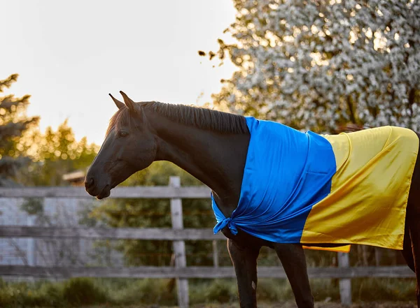 Ukrayna bayraklı güzel siyah at