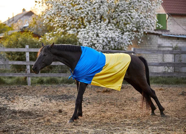 Ukrayna bayraklı güzel siyah at