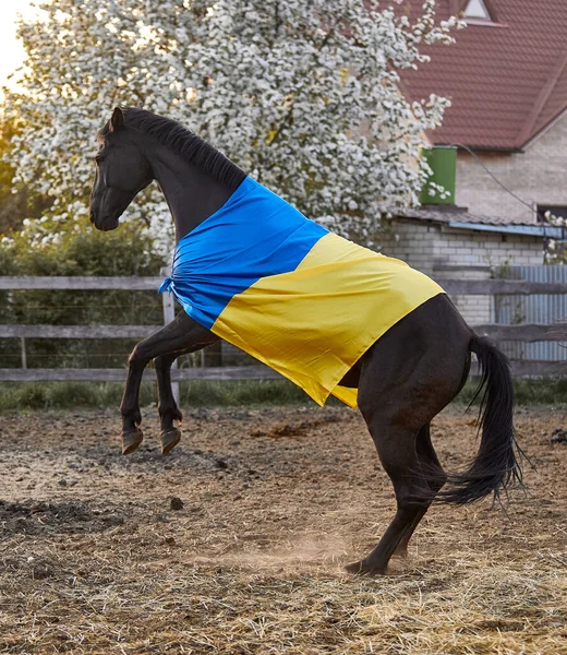 Όμορφο Μαύρο Άλογο Την Ουκρανική Σημαία — Φωτογραφία Αρχείου