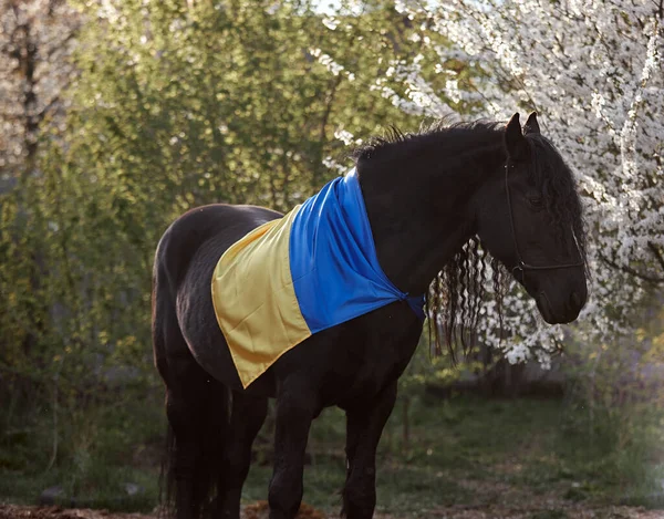 Ukrayna bayrağıyla çiçek açan bir bahçede yelesi olan Frizya aygırı.