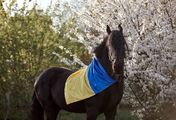 Ukrayna bayrağıyla çiçek açan bir bahçede yelesi olan Frizya aygırı.