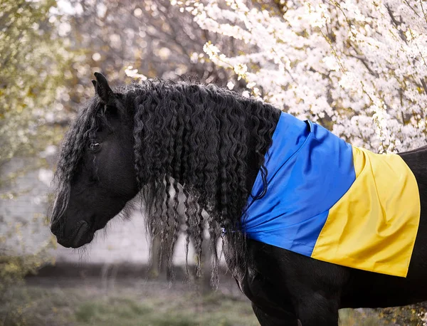 Ukrayna bayrağıyla çiçek açan bir bahçede yelesi olan Frizya aygırı.