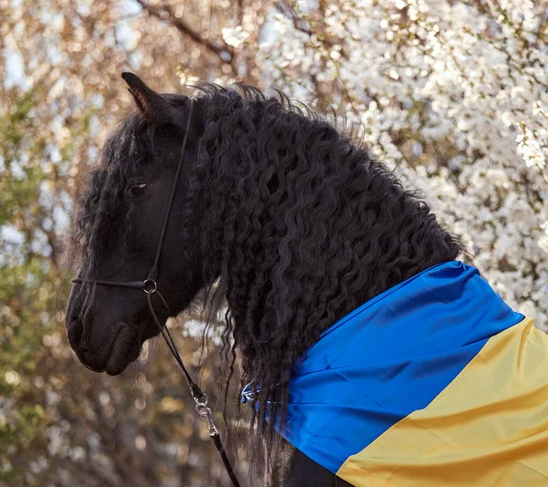 Ukrayna bayrağıyla çiçek açan bir bahçede yelesi olan Frizya aygırı.