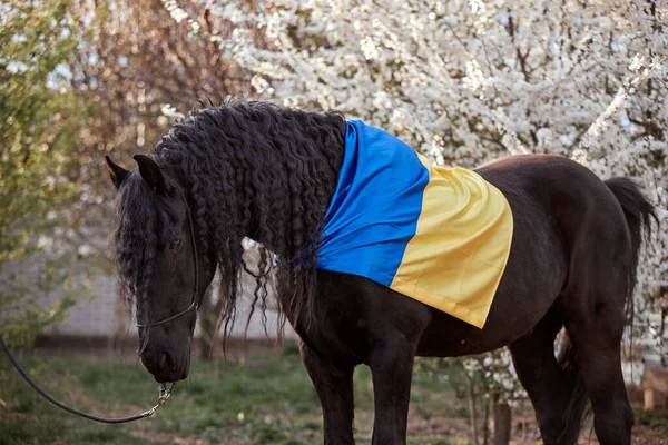 Ukrayna bayrağıyla çiçek açan bir bahçede yelesi olan Frizya aygırı.