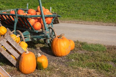 Ekim 'de satılık balkabağı görüntüsü
