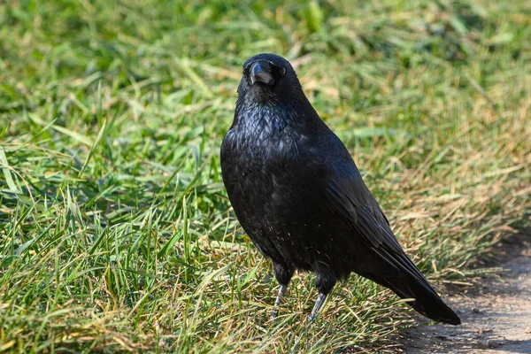 Kråka Sittande Gräs Och Lokking Nyfiken — Stockfoto