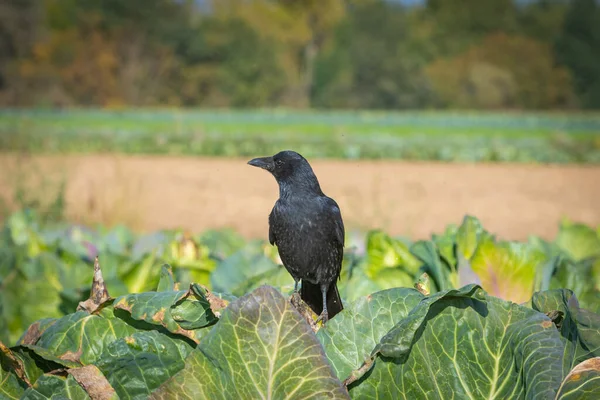 Corvo Sentado Uma Planta Repolho Olhando Para Lados — Fotografia de Stock