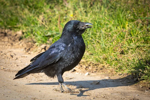 Beautiful Wild Crow Walking Food Its Beak — Stock Photo, Image