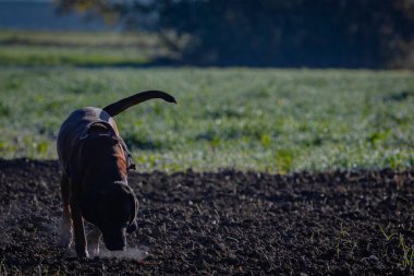 Sabah tarlada çalışan koklayıcı köpek.
