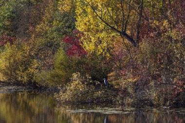 Sonbahar renklerinde güzel bir göl ve yeşillikte balıkçıl.