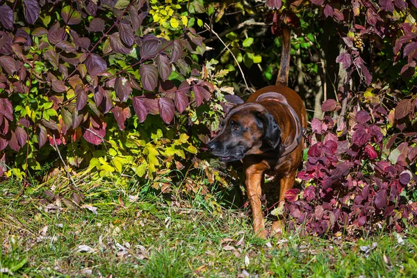 Chien Soudure Sortant Buisson Regardant Côté — Photo