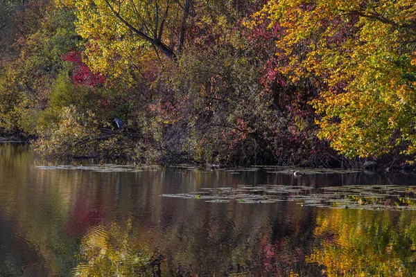 Schöner See Herbstfarben Mit Einem Reiher Laub — Stockfoto