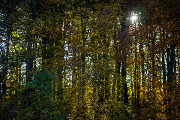 Sol Bryta Igenom Färgglad Skog Lövverk Hösten — Stockfoto