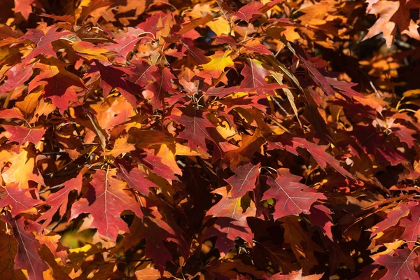 Colorful Autumn Foliage Detail — Stock Photo, Image