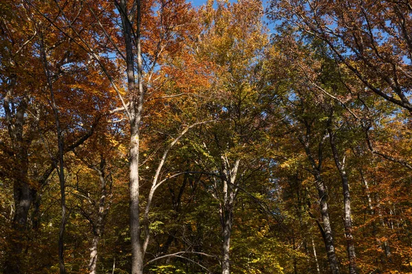 Detalj Färgglada Lövverk Skogen Hösten — Stockfoto