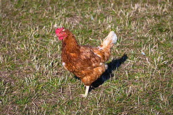 Porträtt Kyckling Ett Fält Solig Dag — Stockfoto