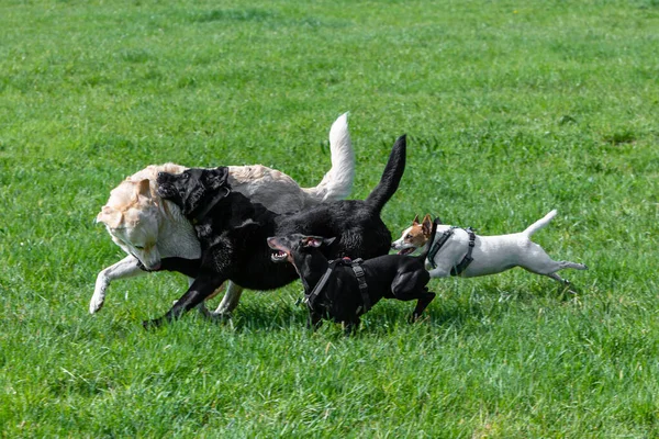Pacote Cães Correndo Jogando Prado Verde — Fotografia de Stock