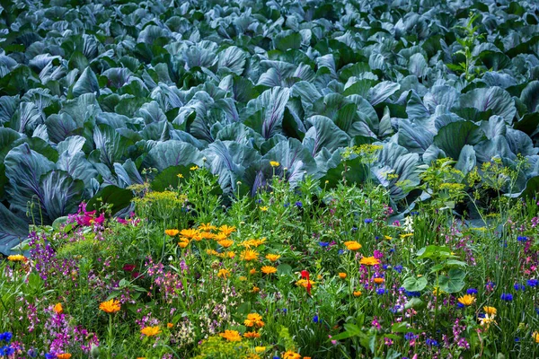 Kool Kleurrijke Bloemen Het Veld — Stockfoto