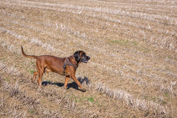 Promenades Chien Renifleur Sur Champ Vide Automne — Photo