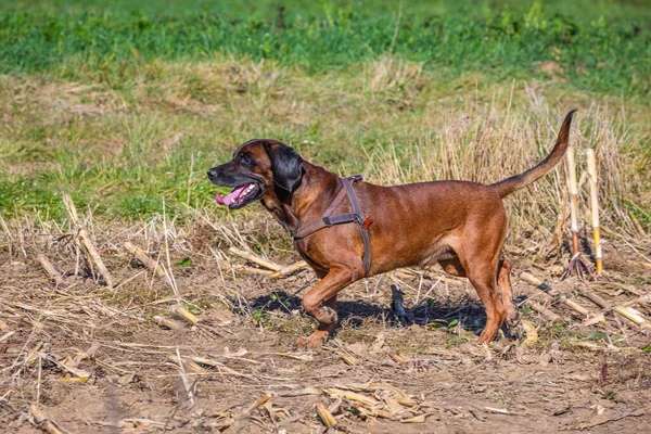 野外で狩りをするバイエルンの山犬 — ストック写真