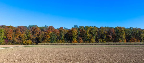 Panoramatický Pohled Pestrobarevné Lesní Olistění Podzim Slunečného Dne — Stock fotografie