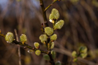 İlkbaharda bir dal dolusu kedi derisi