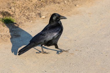 Güzel siyah leş kargası yerde yürüyor.